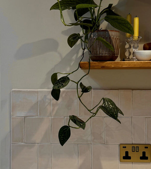 Jaipur Old Ochre Square Glazed Tile Jaipur range collection Jaipur Old Ochre Square Glazed Tile Jaipur range collection Jaipur Old Ochre Square Glazed Tile Jaipur range collection Jaipur Old Ochre Square Glazed Tile Jaipur range collection