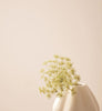Eggshell / 2.5L Paint [