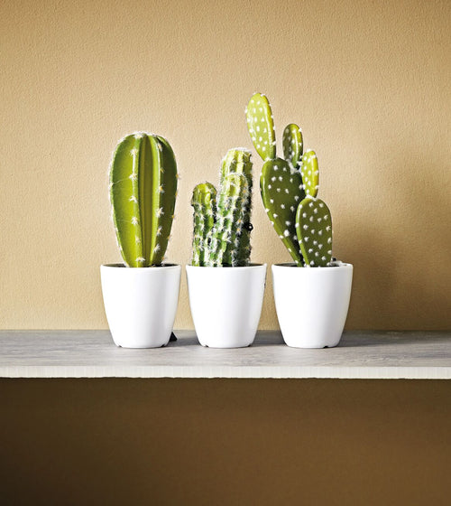 Burnt Verdigris Paint Cream & Neutral Paint