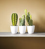 Eggshell / 2.5L Cream & Neutral Paint [