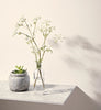 Eggshell / 2.5L Cream & Neutral Paint [