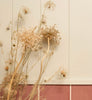 Eggshell / 2.5L Cream & Neutral Paint [